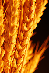 Image showing Wheat close up