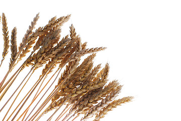 Image showing Wheat plant