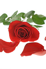 Image showing Red Rose