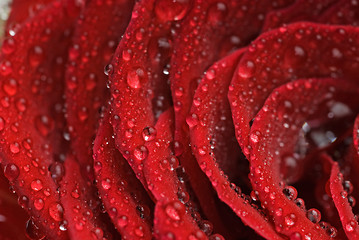 Image showing Rose leaves dewdrop
