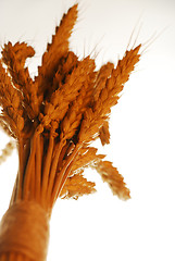 Image showing Wheat on white