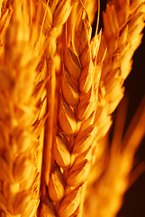 Image showing Wheat selective focus