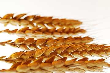 Image showing Wheat with shallow DOF