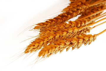 Image showing Wheat closeup