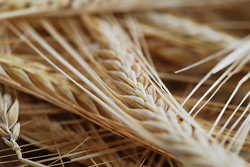 Image showing Wheat with selective focus