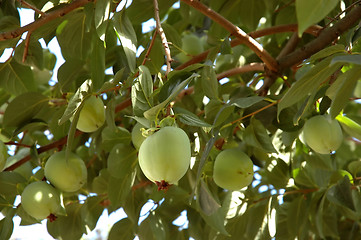 Image showing Over-laden fruit tree