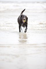 Image showing Brown Labrador in the Sea