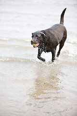 Image showing Brown Labrador in the Sea