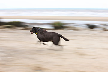 Image showing Brown Labrador running on the beach