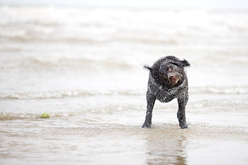 Image showing Brown Labrador in the Sea