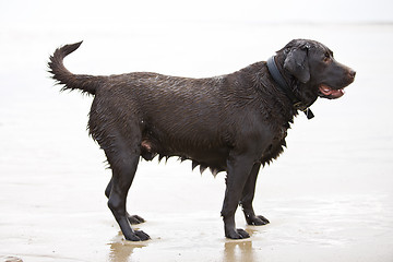 Image showing Brown Labrador in the Sea