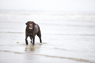 Image showing Brown Labrador in the Sea