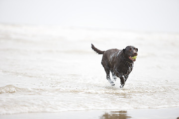 Image showing Brown Labrador in the Sea