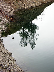 Image showing Upside down trees. Xyliatou. Cyprus