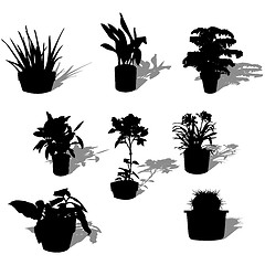 Image showing Potted plants over white