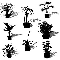 Image showing Potted plants