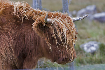 Image showing highland cattle