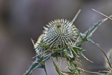 Image showing thistle in blurred background
