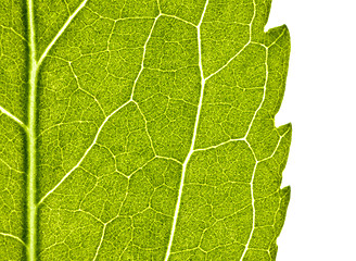 Image showing green leaf with structure in close up