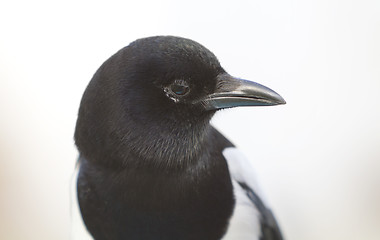 Image showing head of magpie