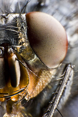 Image showing half portrait of fly