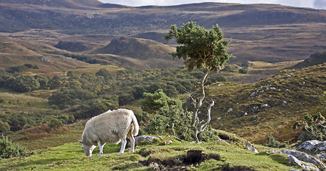 Image showing single sheep on hill in scotland