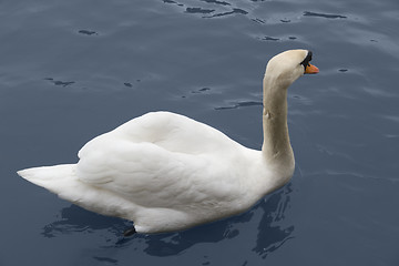Image showing swimming white swan