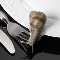 Image showing grapevine snail creeping on dinnerware