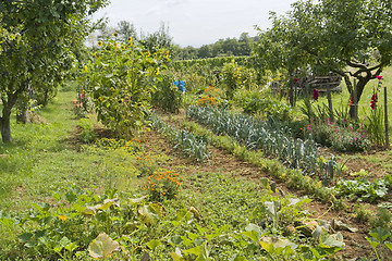 Image showing allotment garden