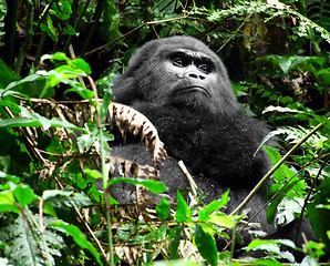 Image showing Gorilla in the jungle