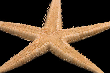 Image showing starfish on black