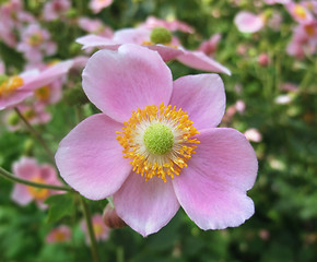 Image showing pink flowers