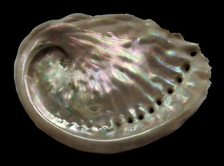 Image showing colorful Abalone inside