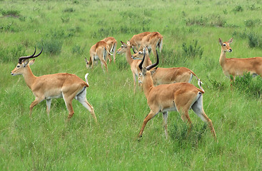 Image showing Uganda Kobs in grassy vegetation