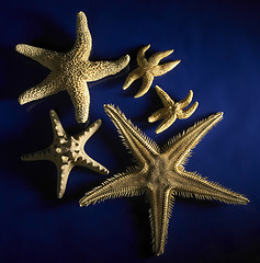 Image showing starfish arrangement