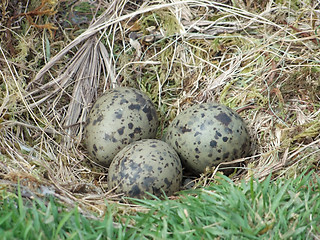 Image showing seagulls nest