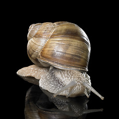 Image showing Grapevine snail on black