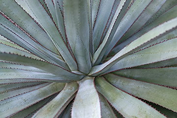 Image showing succulent plant detail