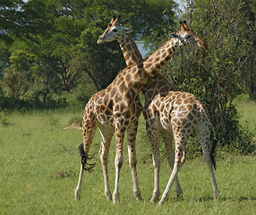 Image showing male Giraffes at fight