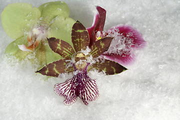 Image showing three orchid flowers in the snow