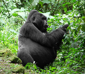 Image showing Gorilla in the jungle