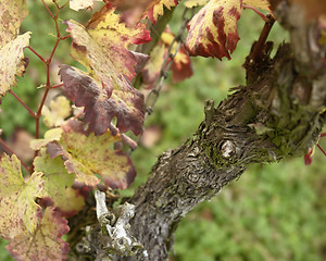 Image showing colorful grapevine detail