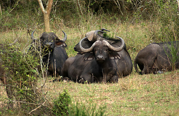 Image showing African Buffalos resting on the ground