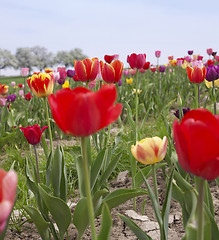 Image showing colorful field of tulips