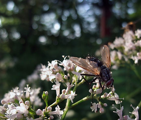 Image showing flesh-fly on sunny flowers