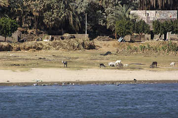 Image showing rural scenery between Aswan and Luxor