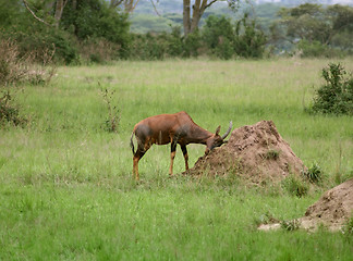 Image showing Common Tsessebe in the savannah