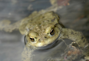 Image showing common toad portrait