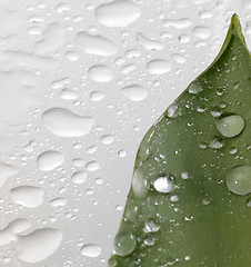 Image showing leaf and drops