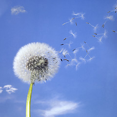 Image showing dandelion blowball and flying seeds